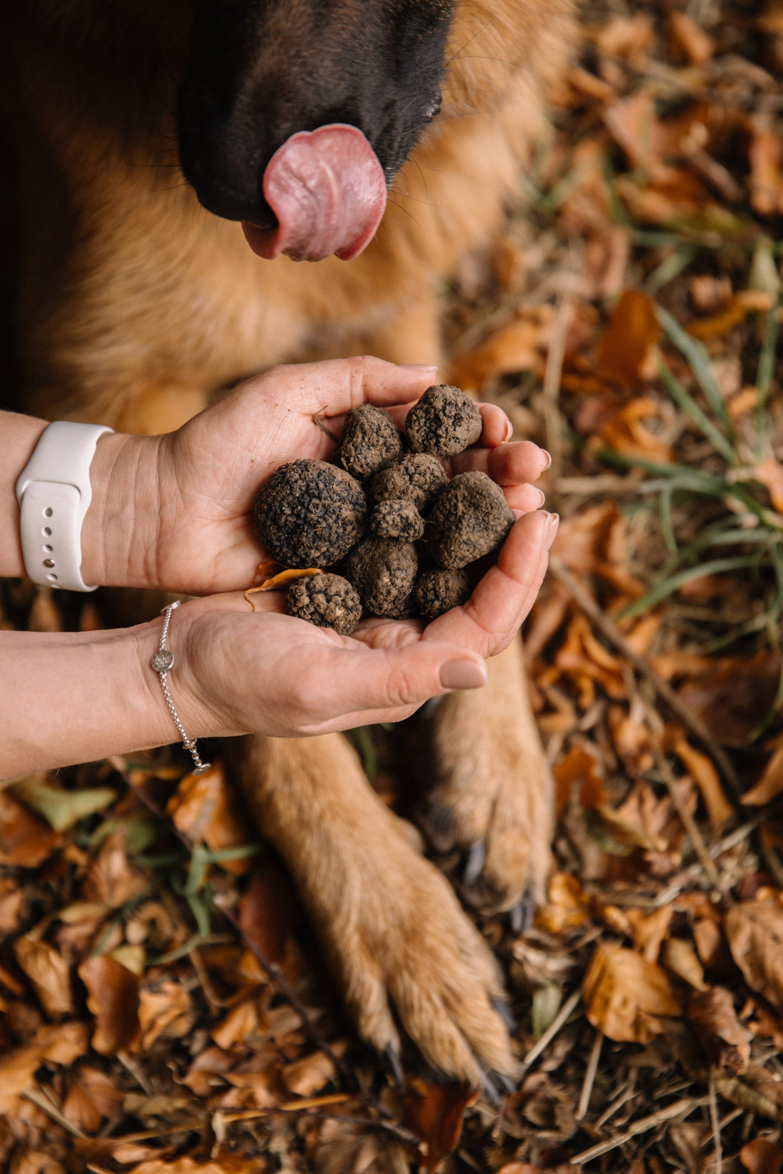Truffle Hunting With Dogs in Zurich | i-Dog School