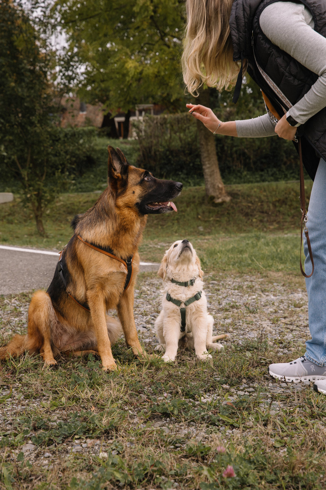 Group vs Private Mandatory Dog Course in Zurich: Which Should You Choose?