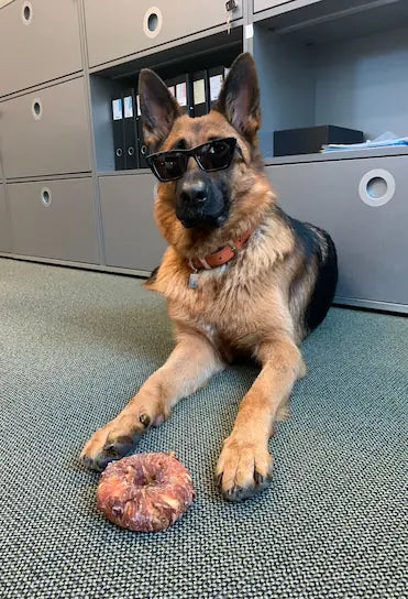 Perfect Work Dog