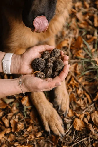 Dog and owner learning to search for real wild truffles near Zurich