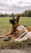 Puppy Socialisation Playgroup