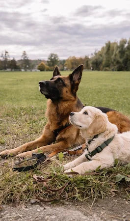 Puppy Socialisation Playgroup