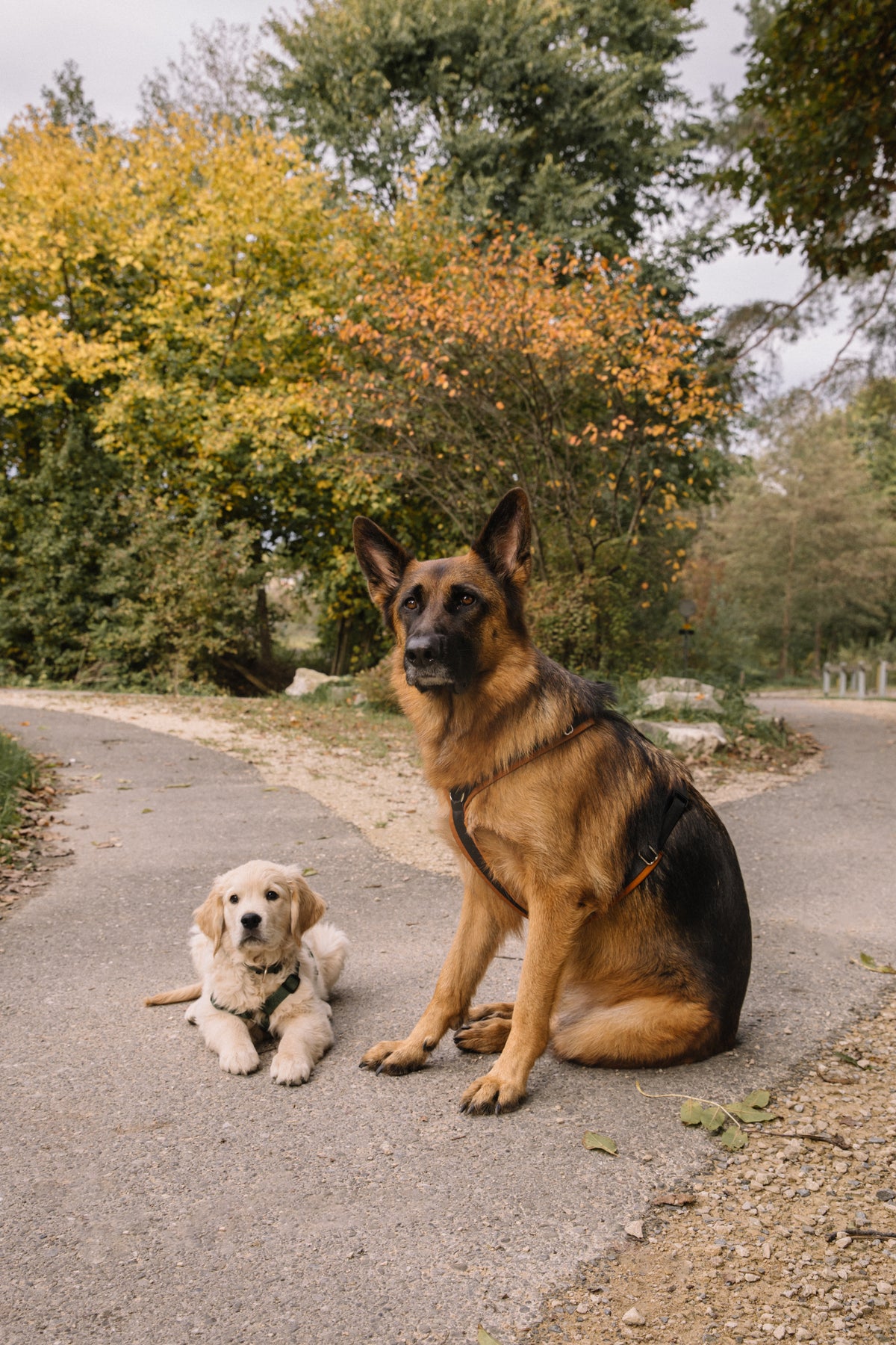 Puppy socialisation and playgroup training in Zurich