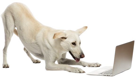 crossbreed-dog-looking-at-laptop-against-white-bac-2023-11-27-05-23-59-utc__1_-min-removebg-preview