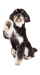adorable-poodle-mix-breed-dog-extending-paw-2023-11-27-05-05-46-utc (1) (3)-min